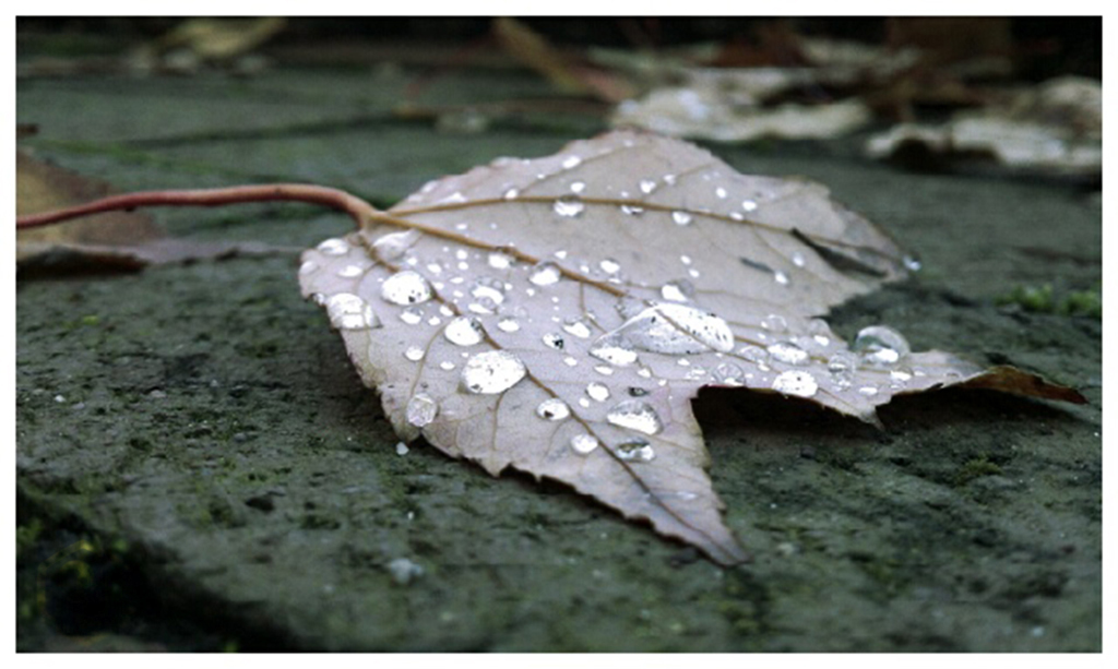 Autumn Rain